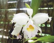 Soroa Botanic and Orchid Garden