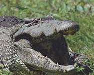 Boca de Guamá, Protecting the Cuban Crocodile