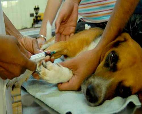 Cuba implementa acciones para mejorar atención veterinaria