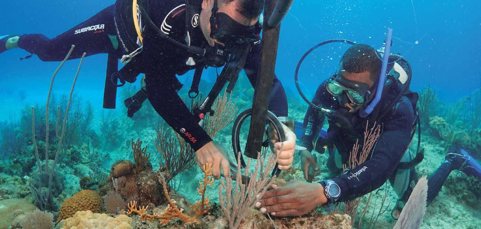 Planting corals, an important contribution to the life of the planet