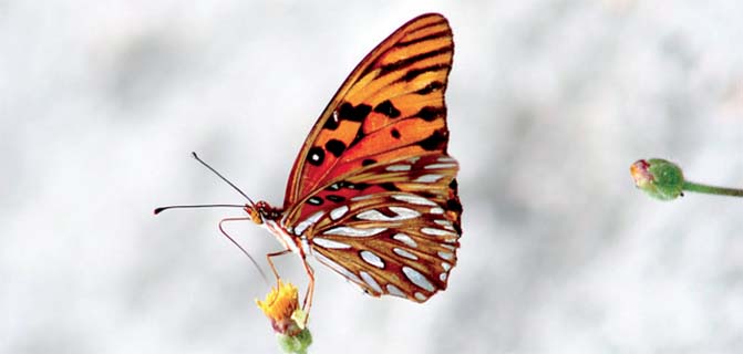  The Clearwing Butterfly