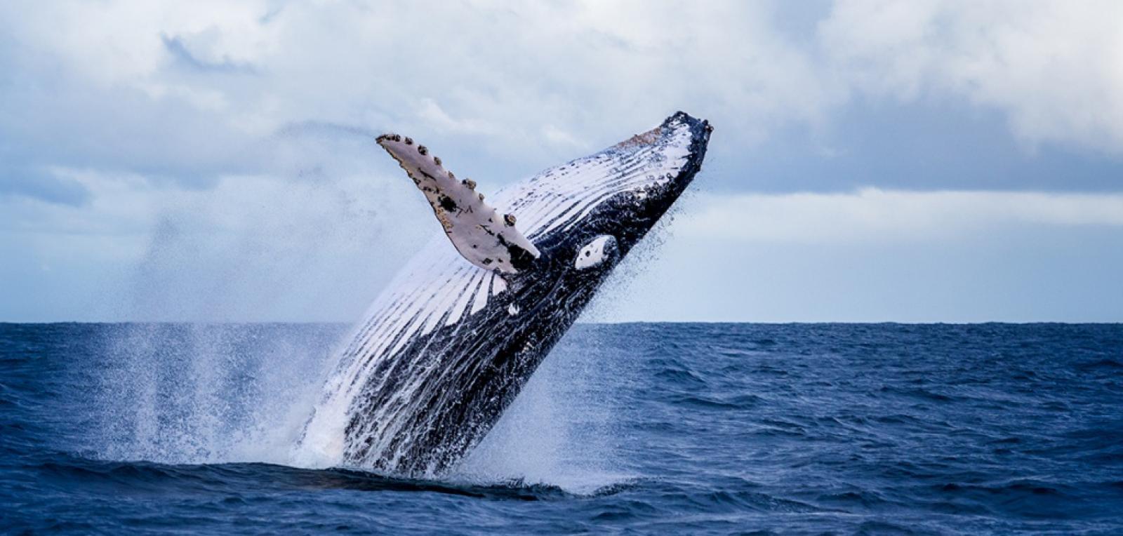 Protecting whales is important for everyone's health