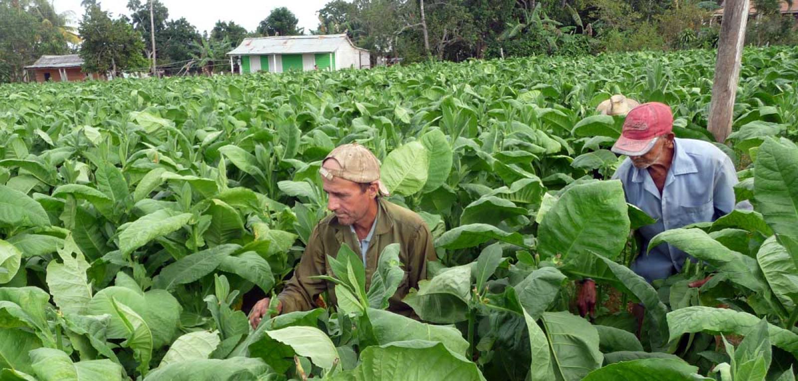 Vuelta Abajo, land of the best tobacco