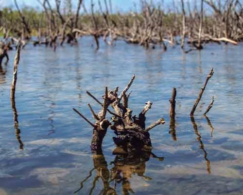 Laguna de Maya, adventure among the mangroves