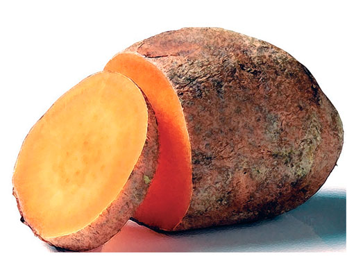 The Boniato: Cuba´ Sweet Potato