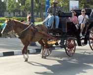 Carriages, carts and surreys
