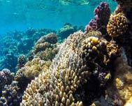 Coral reef in southern central Cuba deemed prosperous