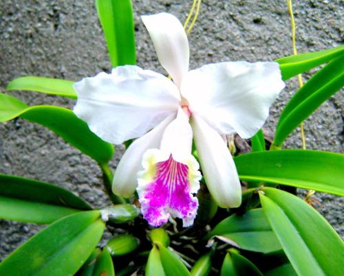The fine and wonderful Cuban orchids