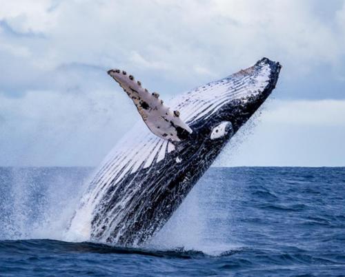 Protecting whales is important for everyone's health
